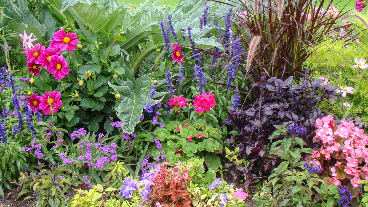 Insektenfreundliche Pflanzen für den Garten
