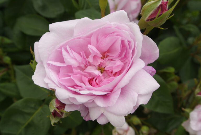 10 historische Rosen, die deinen Garten unvergesslich machen