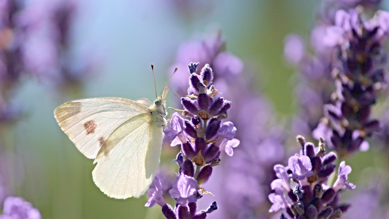Insektenfreundliche Pflanzen für den Garten