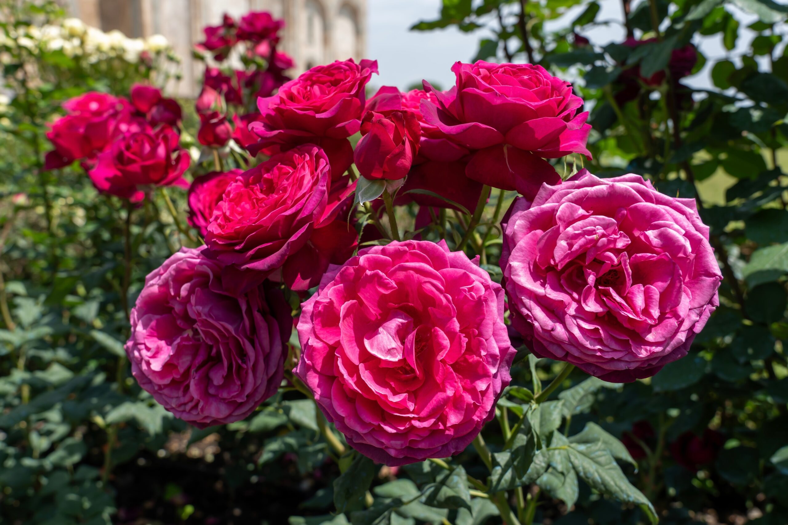 10 historische Rosen, die deinen Garten unvergesslich machen